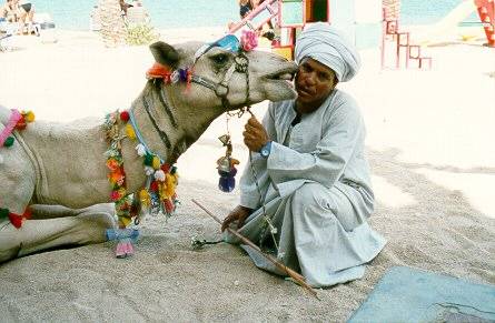 Camel kissing